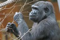 animals-primate-gorilla-1081297.jpg