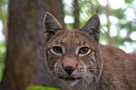 lynx-cat-felidae-mammals-1458799.jpg