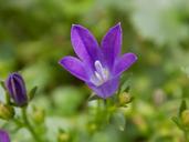 violet-violaceae-flower-1547322.jpg