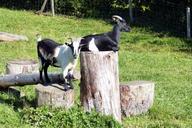 goats-wood-stock-enjoy-heat-dear-460341.jpg