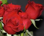 red-roses-rosebud-flowers-fragrant-68267.jpg