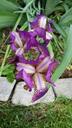 purple-flower-plant-color-367000.jpg