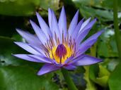 water-lily-new-zealand-blue-pond-537233.jpg