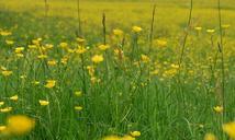 buttercup-ranunculus-meadow-yellow-361256.jpg