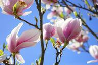 magnolia-magnolia-blossom-flowers-324280.jpg