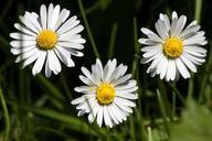 daisy-bellis-philosophy-tausendsch%C3%B6n-348548.jpg