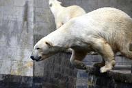 polar-bear-jump-ursus-maritimus-359255.jpg