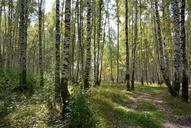 birch-forest-trees-tree-trunk-483361.jpg