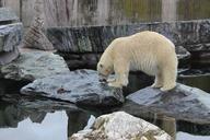 polar-bear-bear-zoo-animal-274655.jpg