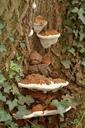 fungus-bracket-tree-trunk-mushroom-836150.jpg