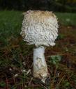 mushrooms-fungi-boletus-autumn-200874.jpg