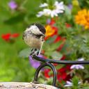 marsh-tit-parus-palustris-tit-bird-1539473.jpg