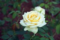 yellow-rose-flower-garden-rose-1217195.jpg