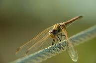 dragonfly-bug-insect-642351.jpg