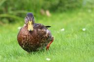 mallard-duck-spring-meadow-1315065.jpg