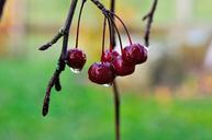 cherries-autumn-nature-529231.jpg