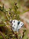 butterfly-rosemary-black-and-white-976345.jpg