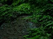 forest-moss-nature-forest-litter-633874.jpg