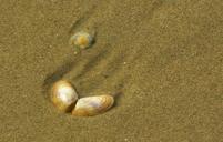 shell-close-sea-sand-water-beach-254013.jpg