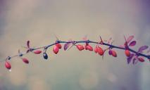 berries-plant-red-drip-bush-510438.jpg