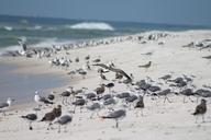 seagulls-ocean-beach-water-waves-183316.jpg