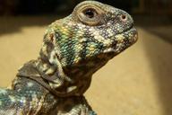 chameleon-reptile-close-201389.jpg