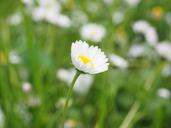 daisy-flower-blossom-bloom-white-1260742.jpg