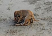 puppy-beach-sand-playing-pet-dog-631276.jpg