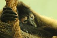 primate-saint-louis-zoo-1479801.jpg