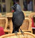 raven-bird-animal-black-fly-1346320.jpg