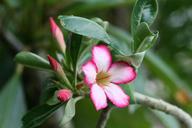 desert-rose-flower-pink-blossom-107583.jpg