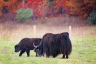 buffalo-fall-autumn-field-colorful-1004889.jpg