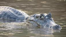 alligator-swamp-rio-holidays-928912.jpg