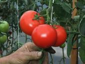 tomatoes-vegetable-garden-vitamin-452684.jpg