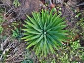 cactus-plant-nature-green-desert-447941.jpg