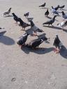 Flock-of-Pigeons_243126-360x480_(4791821425).jpg