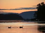 swans-dusk-silhouette-swan-bird-339351.jpg