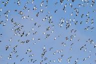 flock-of-birds-geese-migratory-birds-811082.jpg