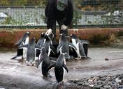 feeding-penguins-birds-antarctica-448944.jpg