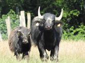 buffalo-water-buffalo-840337.jpg