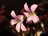 red-clover-bloom-spring-light-pink-566672.jpg