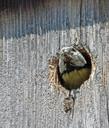 blue-tit-food-nesting-box-eat-649066.jpg