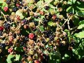 blackberries-rubus-sectio-rubus-186356.jpg