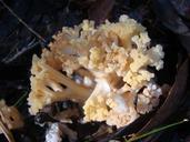 mushrooms-fungi-mushroom-274577.jpg