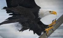 bald-eagle-flying-bird-wildlife-977811.jpg