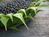 sunflower-autumn-seeds-fruit-210801.jpg