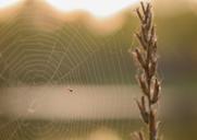 spider-web-nature-summer-lawn-314502.jpg