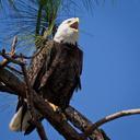 Bald Eagle-27527-13.jpg