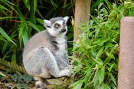 Ring-Tailed Lemur Dad (25317344190).jpg