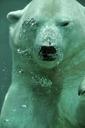 polar-bear-bear-arctic-animal-406997.jpg